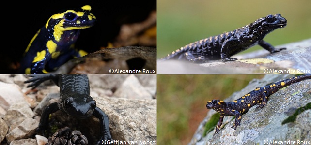 Les amphibiens de Normandie (2/5) · La salamandre tachetée - France Bleu