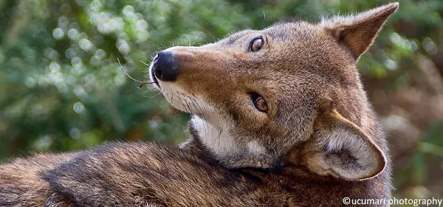 Loup roux adulte