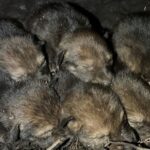 Des loups roux naissent dans la nature : une première depuis 2018