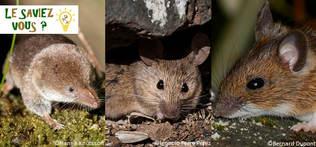 Musaraigne, souris ou mulot, comment les reconnaître ?