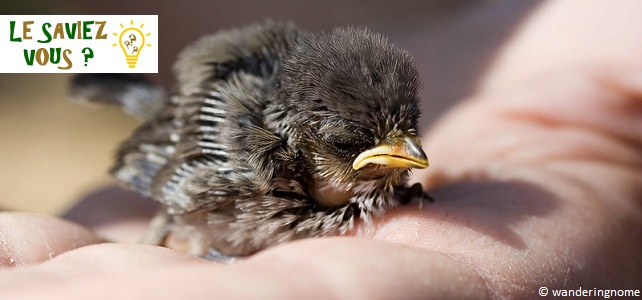 Oiseau tombé du nid, que faire ?