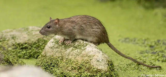 Rat brun ou surmulot
