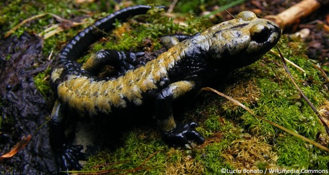 Salamandra atra aurorae