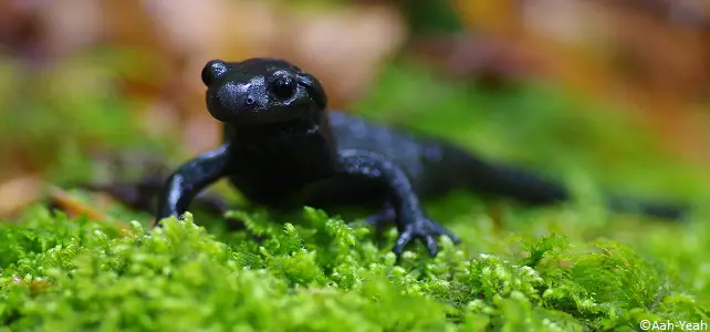 Salamandre noire (Salamandra atra)
