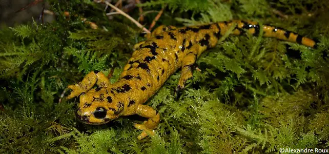 Salamandre tachetée avec prédominance de jaune