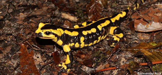 Salamandre tachetée (Salamandra salamandra) - Monde Animal