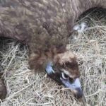 Réintroduits, quatre vautours moines meurent empoisonnés en Bulgarie