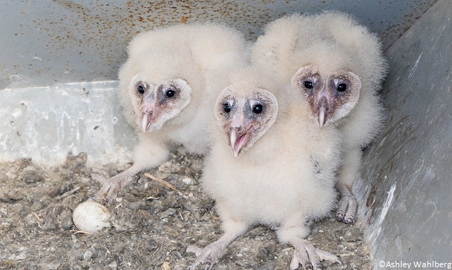 Bébés chouettes effraies