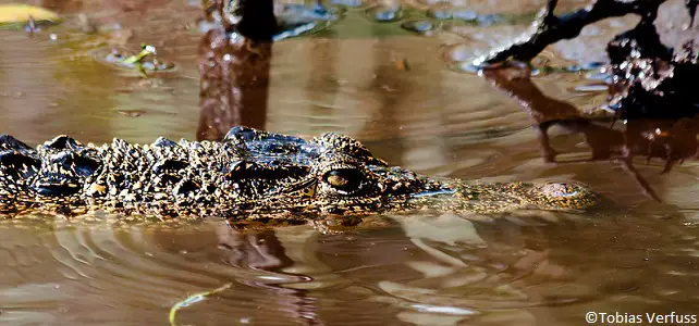 Crocodile menacé