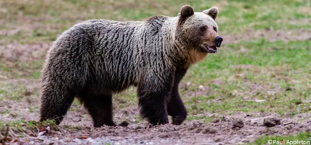 Les ours plus nombreux dans les Pyrénées