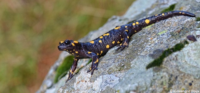 Salamandre de Corse