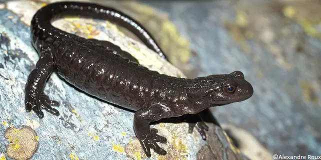 Salamandre de Lanza