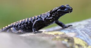 Salamandre de Lanza (Salamandra lanzai)