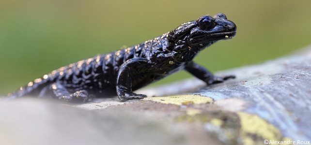 Salamandre de Lanza (Salamandra lanzai)