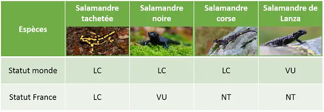 Menaces salamandres France