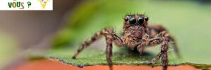 Différences entre araignées et insectes