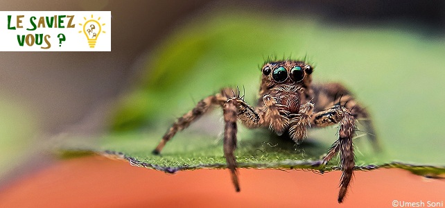 Différences entre araignées et insectes