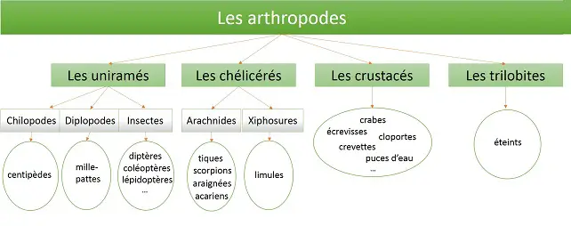 Classification des arthropodes