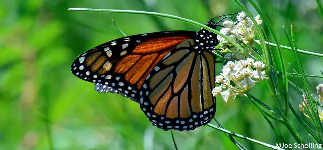 Papillon monarque désormais en danger d'extinction