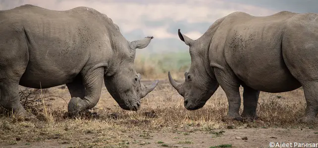 Le braconnage reste une grave menace pour les rhinocéros