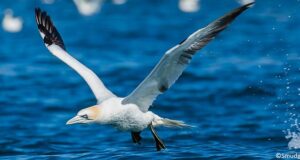 L'épidémie de grippe aviaire crée une mortalité record chez les oiseaux sauvages