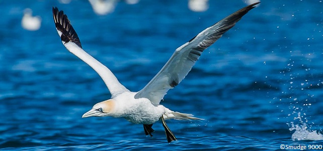 L'épidémie de grippe aviaire crée une mortalité record chez les oiseaux sauvages