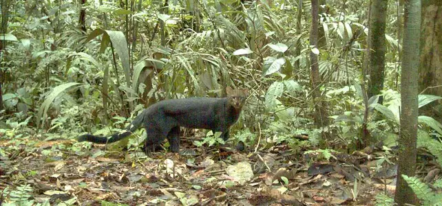 Capture d'un jaguarondi au Pérou
