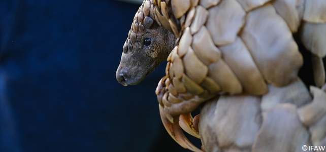 Destruction de deux tonnes d'écailles de pangolin en Afrique