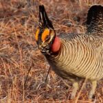 Aux Etats-Unis, il y a urgence pour les petits tétras des prairies