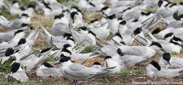 Sternes caugek, durement touchées par l'épidémie de grippe aviaire