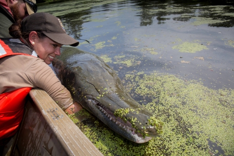 femme tenant un alligator gar au bord du bateau