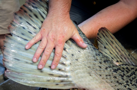 grosse queue de poisson avec la main d'un homme dessus