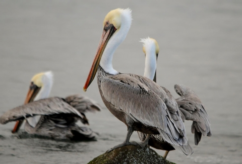 Trois pélicans bruns ont des corps bruns dodus, de longs cous blancs incurvés et de longs becs jaunes droits le long de la côte de l'Oregon.