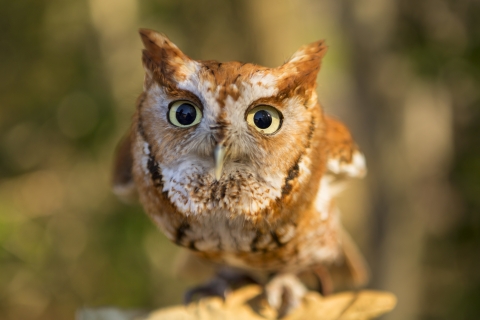 Un petit hibou brun et blanc regarde la caméra 