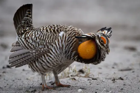 Un poulet des prairies brun et blanc arbore un sac à air orange gonflé sur le côté de son cou. 