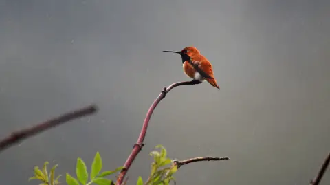 Un petit oiseau de couleur rouille appelé un colibri roux est perché sur une brindille à l'Oregon Islands National Wildlife Refuge.