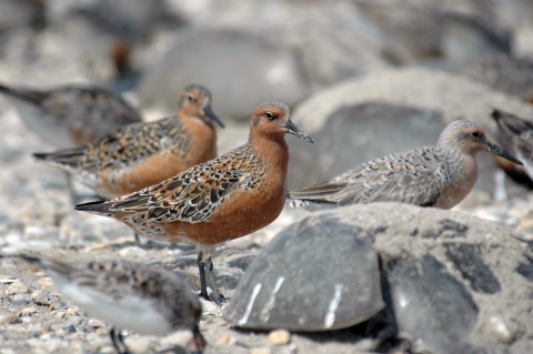 Les oiseaux migrateurs à poitrine rouge appelés nœuds rouges se nourrissent d'œufs de limule le long du rivage en mai à Mispillion Harbor, Delaware.