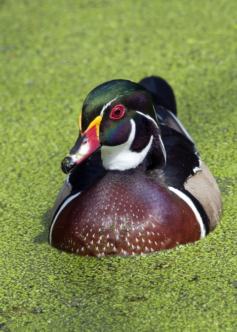 Un canard branchu coloré (tête verte, noire et blanche ; poitrine brune) nage dans une eau couverte d'algues au Big Branch Marsh National Wildlife Refuge.