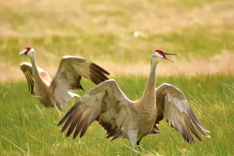 Deux grands oiseaux bruns et blancs appelés grues du Canada marchent dans l'herbe et montrent leurs grandes ailes au Seedskadee National Wildlife Refuge dans le Wyoming.