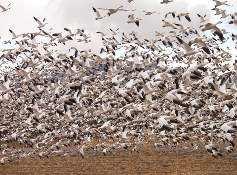 Un grand troupeau d'oies blanches des neiges décolle en vol à Bosque del Apache National Wildlife Refuge au Nouveau-Mexique.