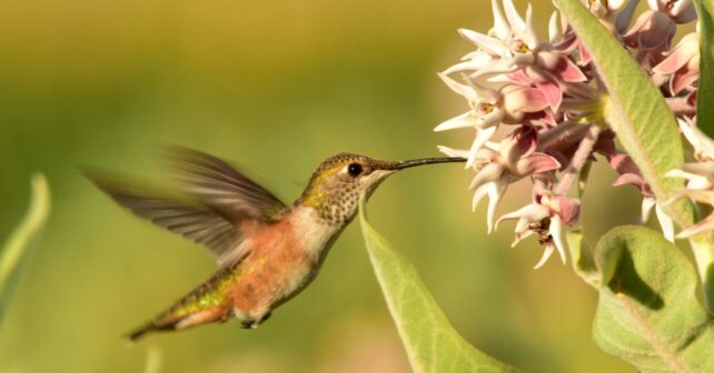 10 oiseaux à voir