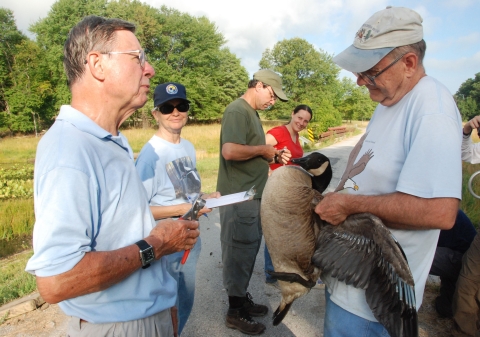 Le bénévole Frank McGilvrey, à gauche, se prépare à baguer une bernache du Canada au Patuxent Research Refuge dans le Maryland.