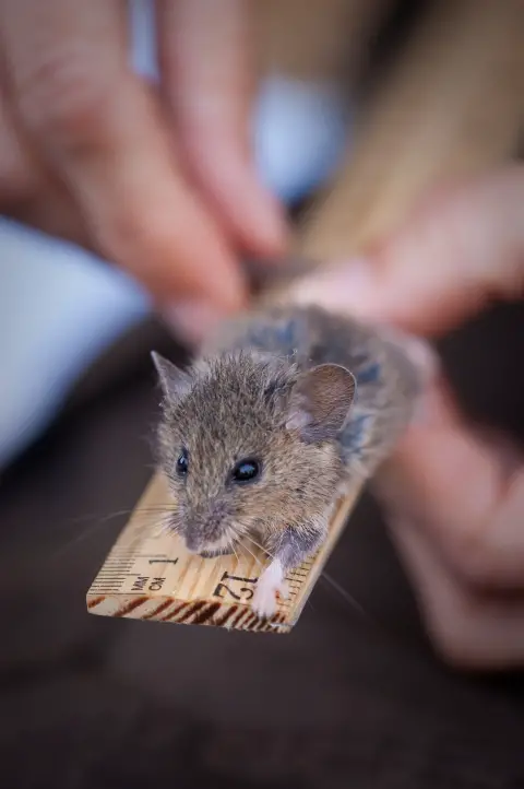 Une petite souris se trouve sur une règle en bois