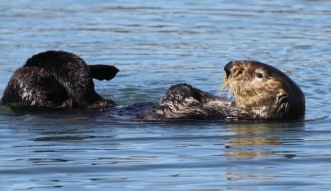 Une loutre de mer se toilette