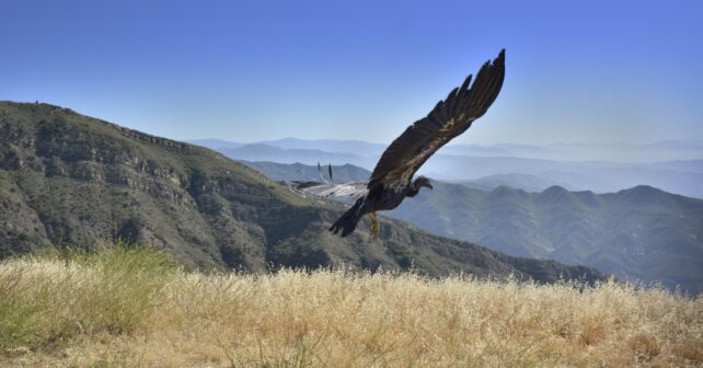 Le plus récent Condor de Californie porte un maillot de basket