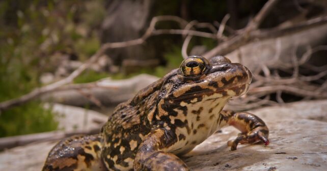 Après avoir presque disparu, l'une des dernières "vraies" grenouilles de Californie est sur le point de se rétablir