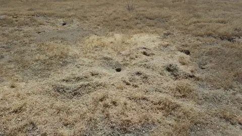 un paysage sec recouvert d'herbe sèche est parsemé de petits trous de rongeurs dans le sol
