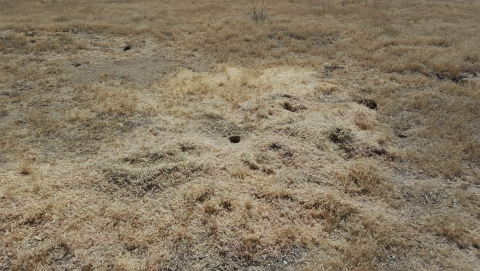 un paysage sec recouvert d'herbe sèche est parsemé de petits trous de rongeurs dans le sol