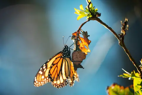Un papillon monarque au soleil