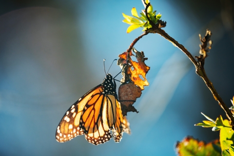 Un papillon monarque au soleil